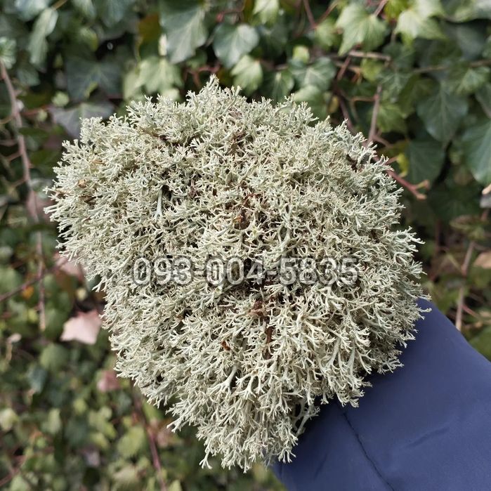 Живой мох для улиток и цветов!