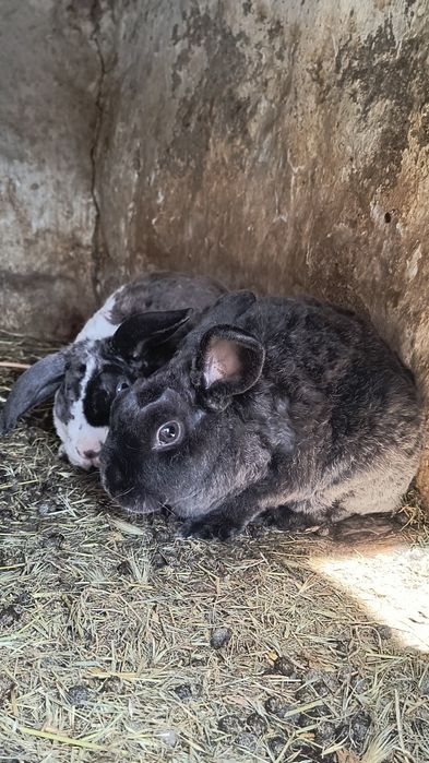 Продам декоративні кролики