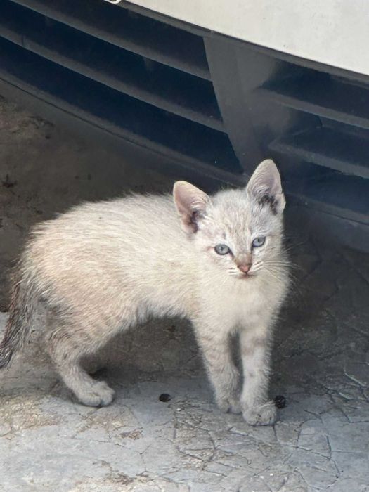 Adoção de Gatos Bebes