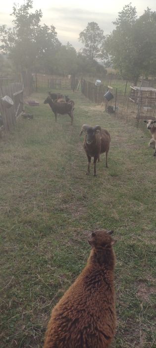 Sprzedam owce Soay