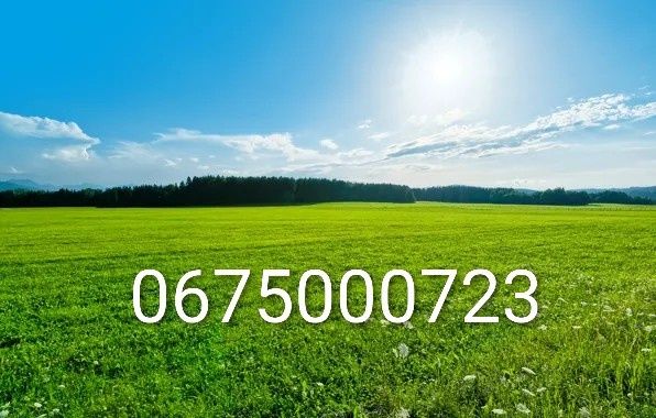 Продам дійну козу породи Ламанча