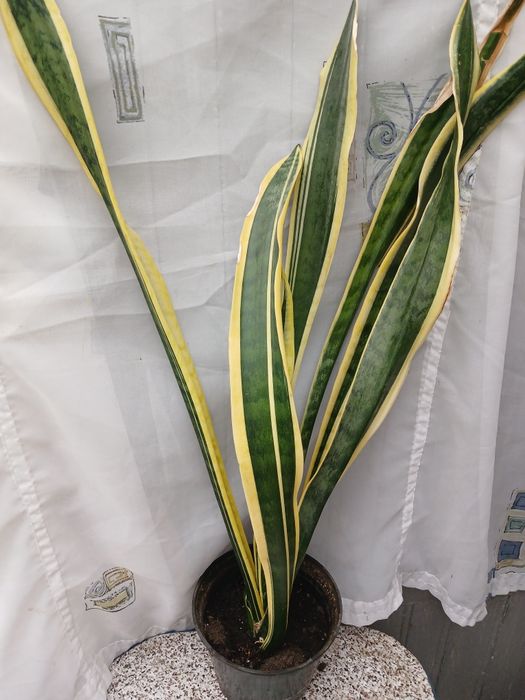 Сансевьерия Лаурети