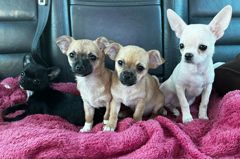 Chihuahua Urocza Suczka gotowa na nowy domek