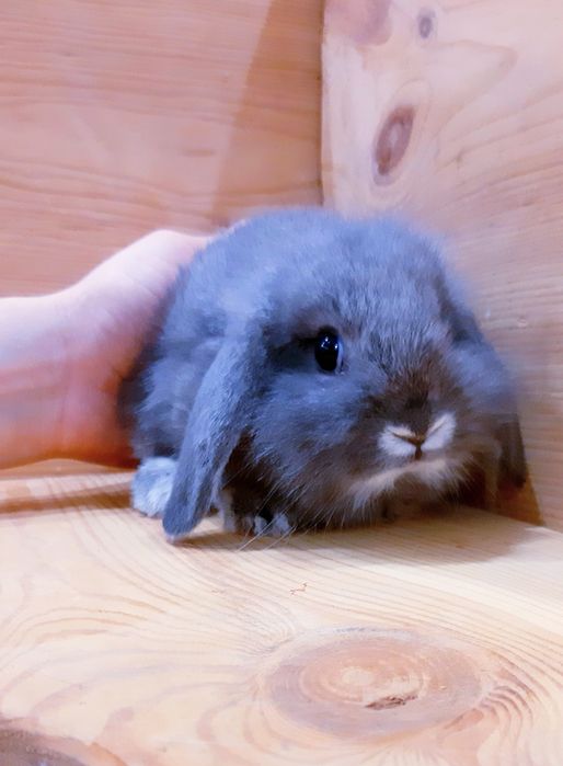 Карликовые миниатюрные декорат.торчеухие и вислоухие мини кролики