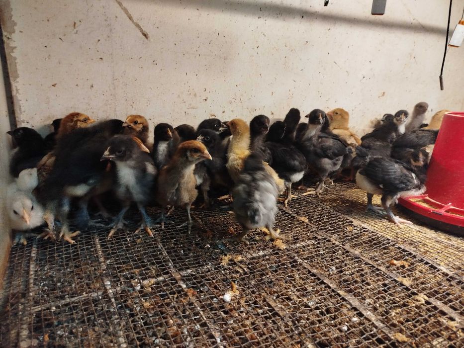 Frangos Galos galinhas Ovos Galados Patos e Fracas Ovos Galados