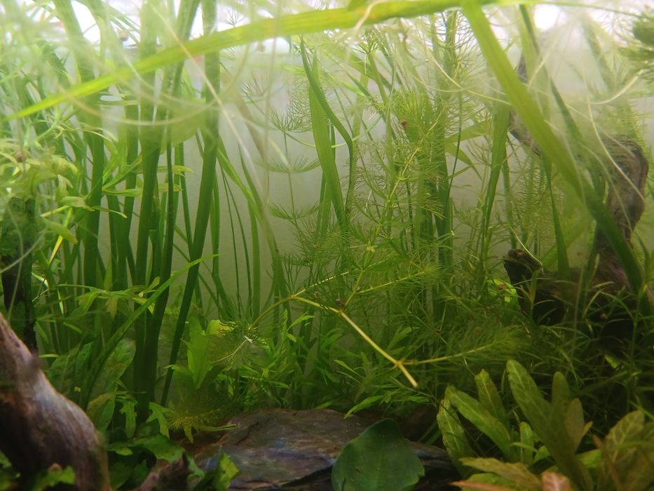 Plantas para aquario
