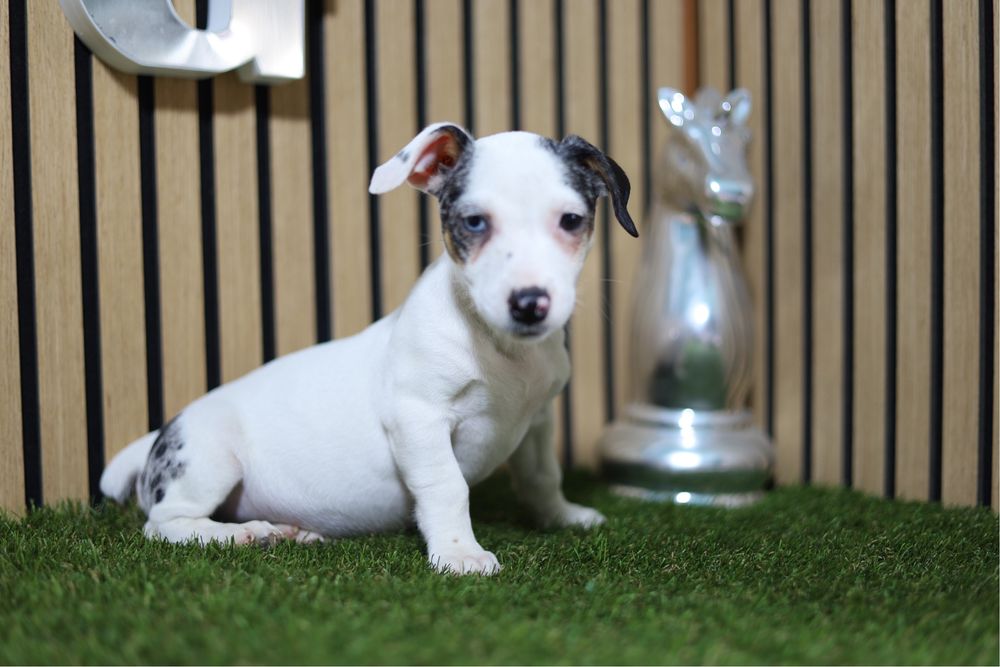 Jack russell merle