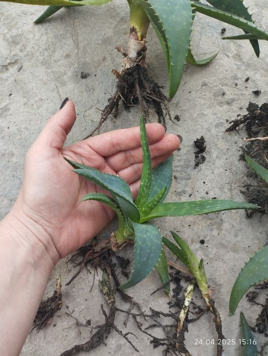 Алоє Вера з дітками