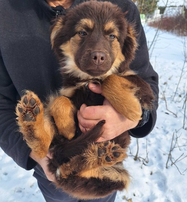 Piesek do adopcji - suczka