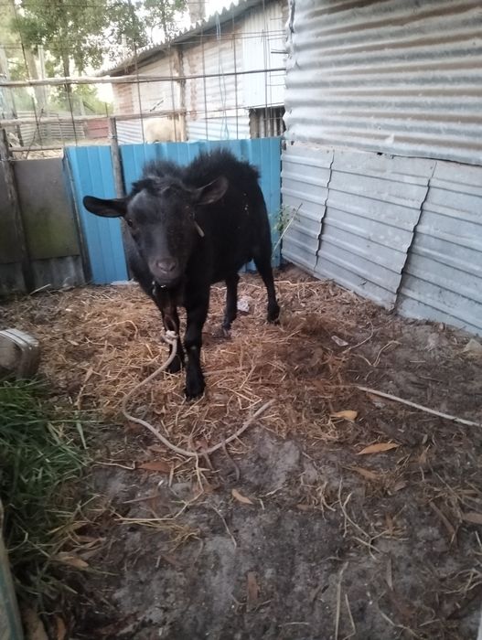 Vendo cabrito ou troco