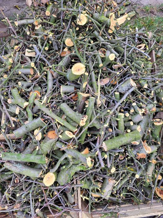 Sprzedam zrebki jablonkowe