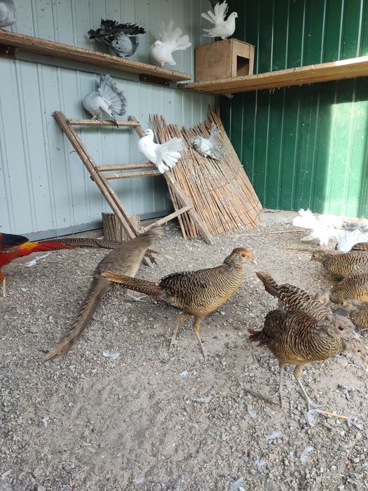 Продам Золотой фазан красный