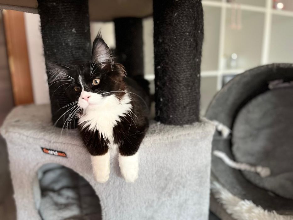 Maine Coon czarny z białym
