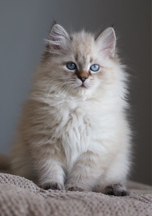 Kotka neva masquerade, kot syberyjski