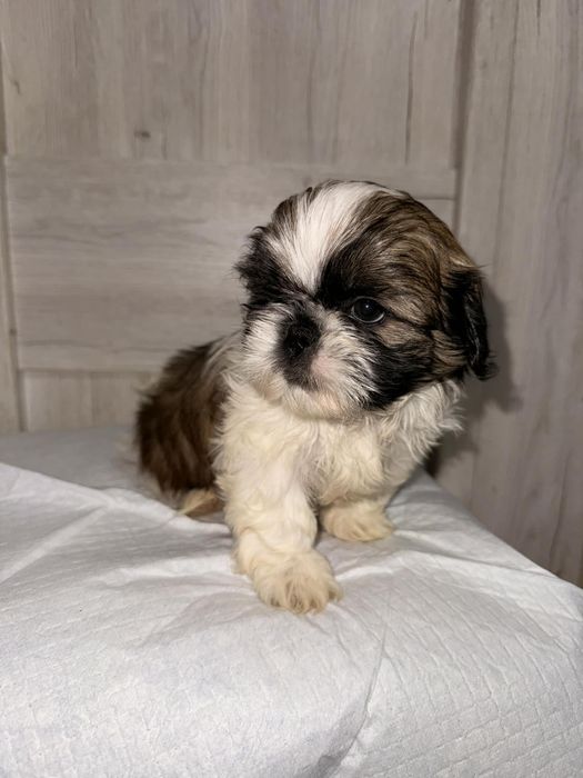 Sprzedam pieska shih tzu