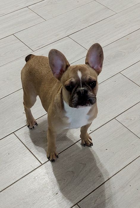 Милашка, девочка, французский бульдог)