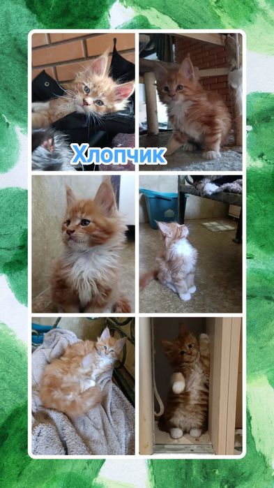 Мейн-кун, кошенята