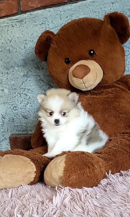 Szpic miniaturowy pomeranian