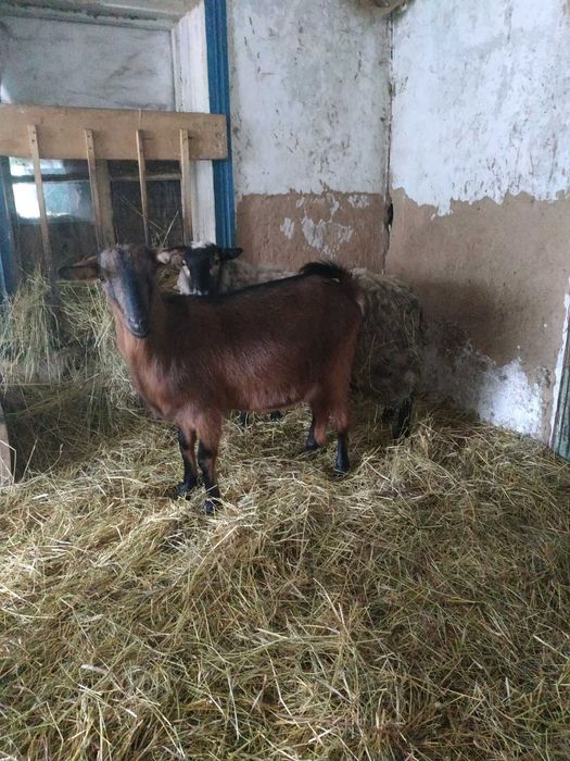 Продам молоду  Кізку