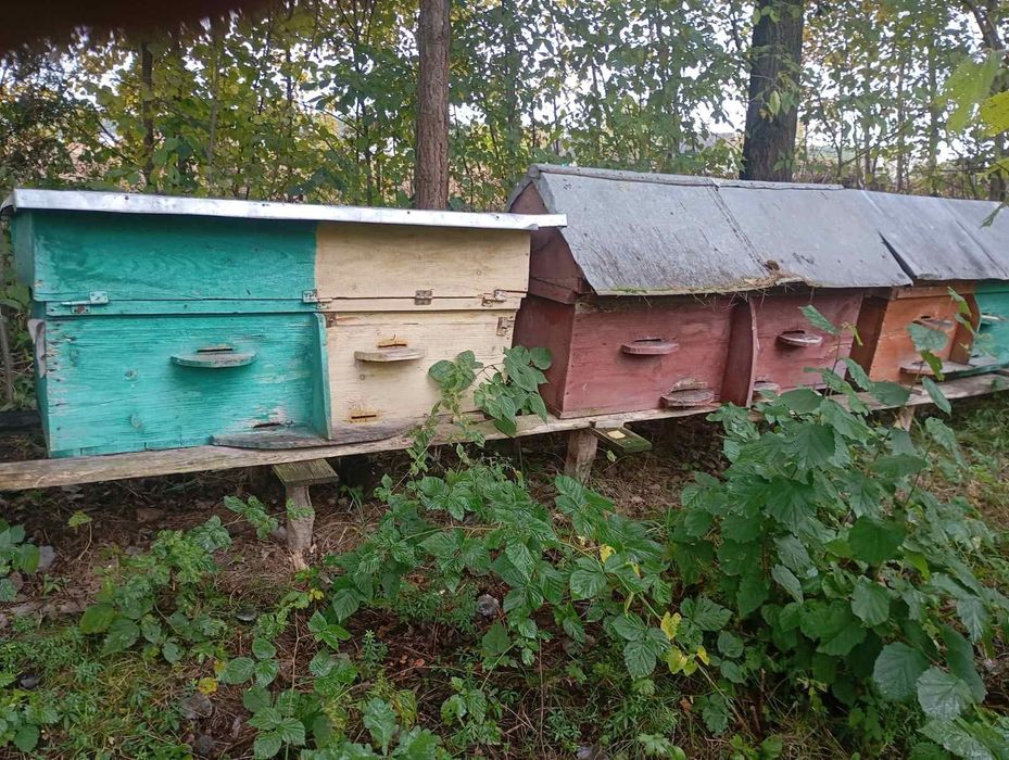 Продається пасіка