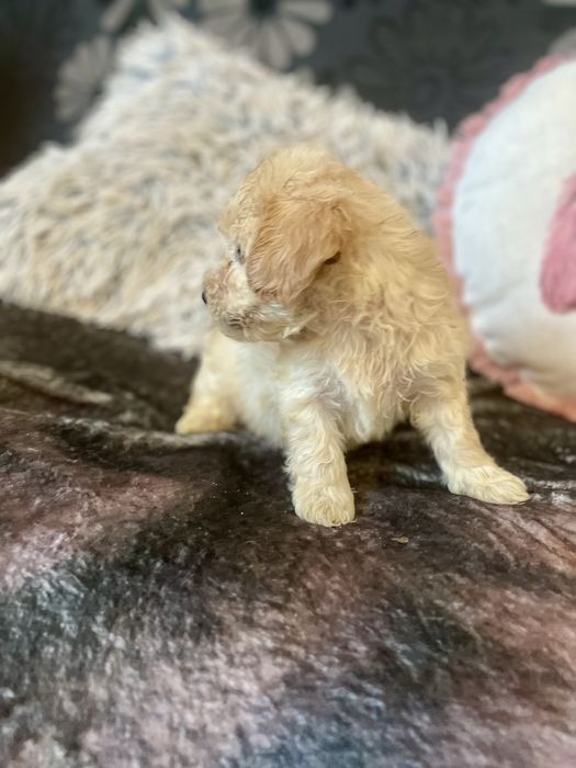 Maltipoo samczyk maltańczyk pudel