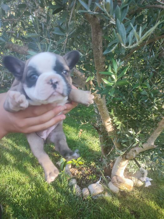 Bulldog francês Fêmea