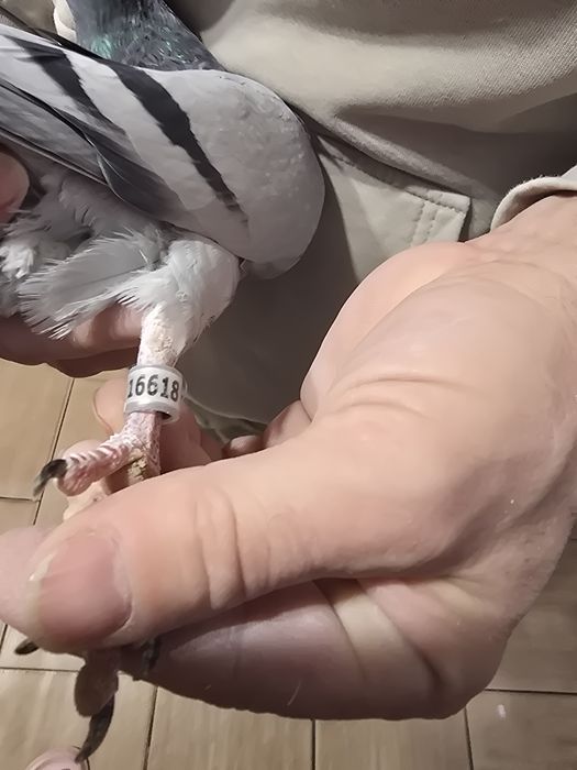 Gołębie pocztowe 76