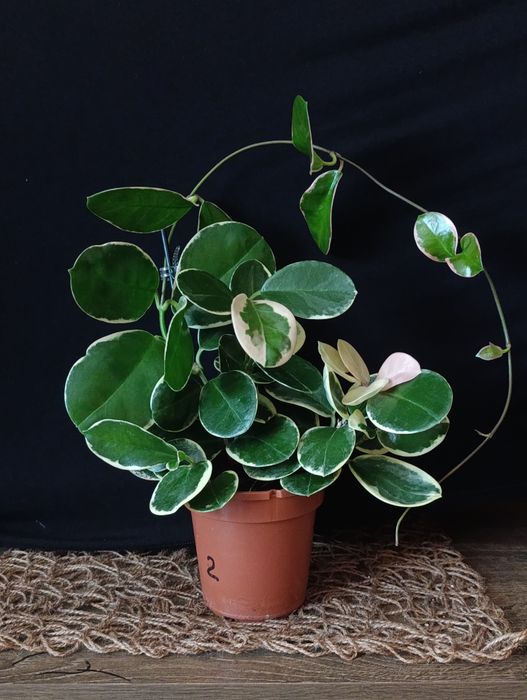 Hoya Australis Blondie