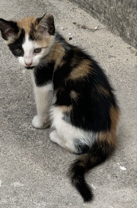 Dou Gatinha bebé