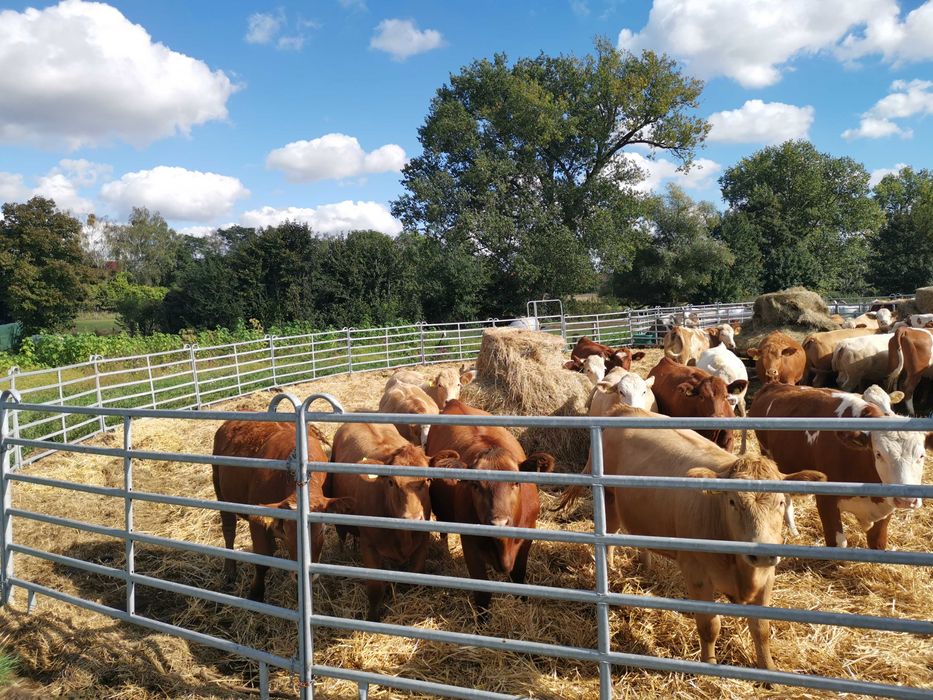 panele ogrodzeniowe, wygrodzenia dla bydła miesnego, opasów, jałówki