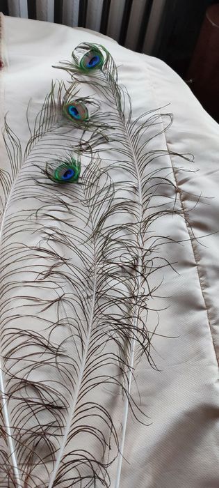 Продам пір'я Павліна в гарному стані