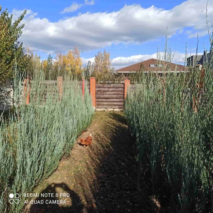 Ялівець Блю Арроу 2м