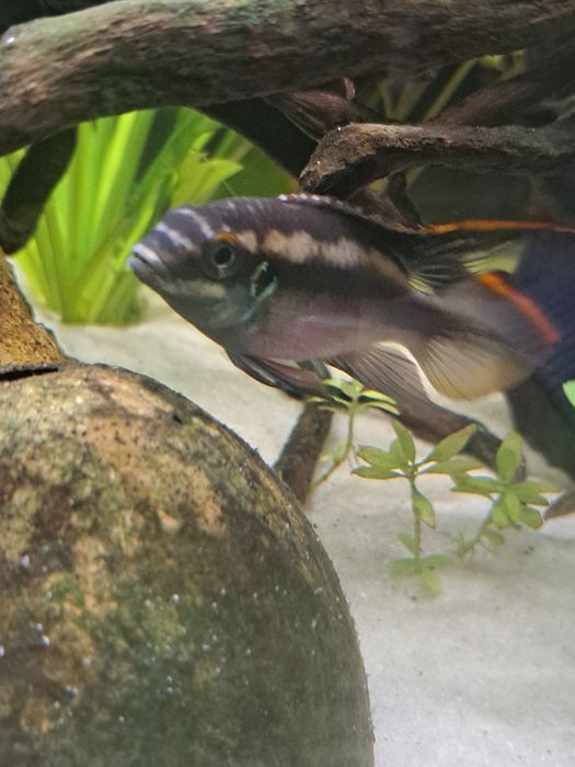 Kribensis Macho para troca