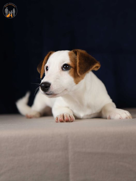 Jack Russell Terrier ZKwP FCI suczka k.włos