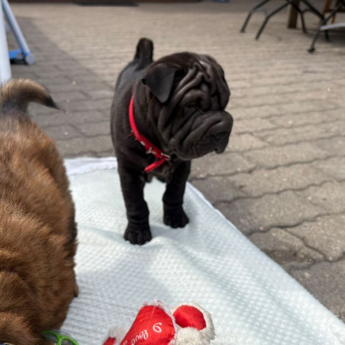 Shar Pei szczeniak