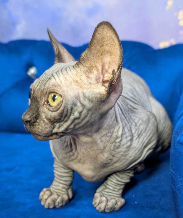 Tristan.Urzekający sfinks. Cudowny kiciuś. Dostepny już w marcu