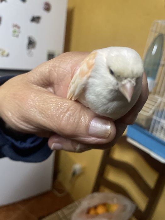 Canarios a bom preço