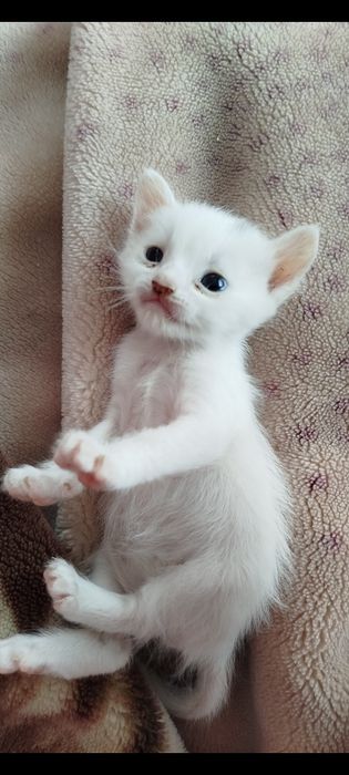 Кошенята в добрі руки