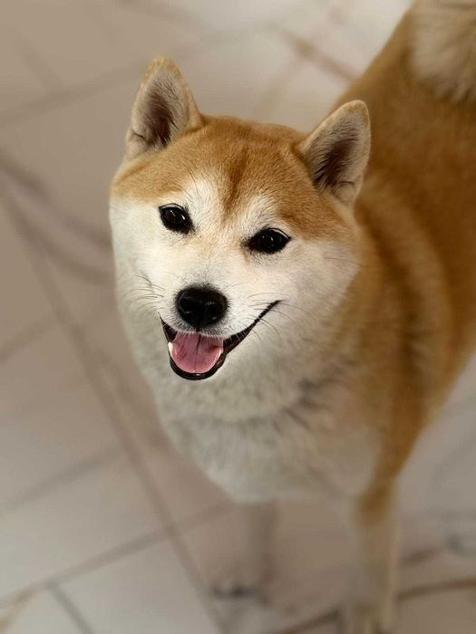 Czerwone suczki Shiba Inu FCI !