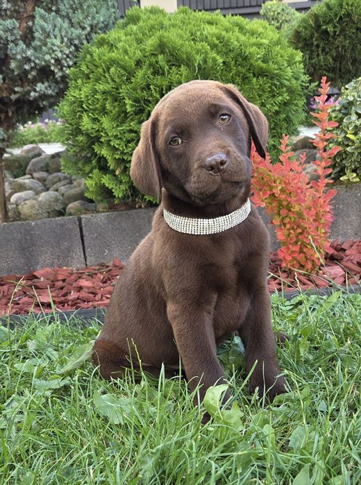 Labrador Retriever Sunia