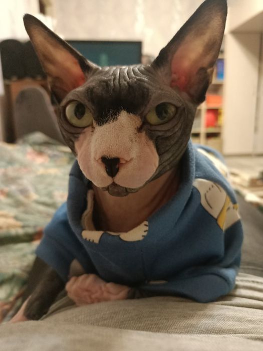 Молодий кіт шукає дівчину