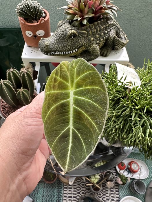 Alocasias baby de diferentes especies e Monstera Adansonii