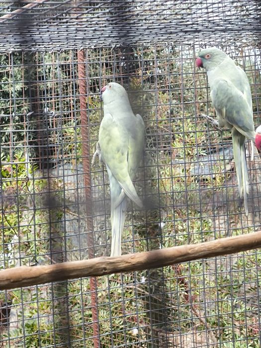 Casal de Ringnecks