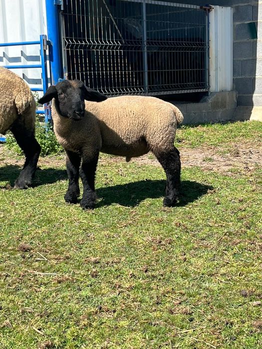 Vendo Ovelhas, Carneiro e Borrego Suffolk