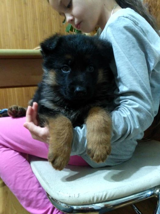 Продаєм щенят німецької вівчарки