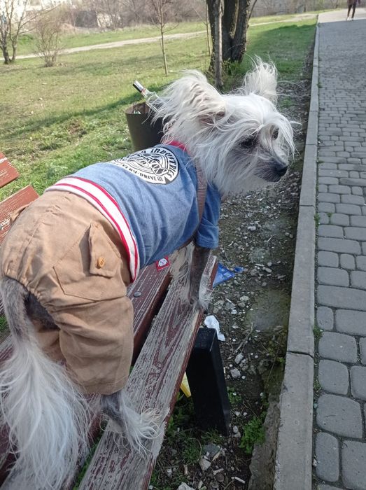 В'язка китайська чубата