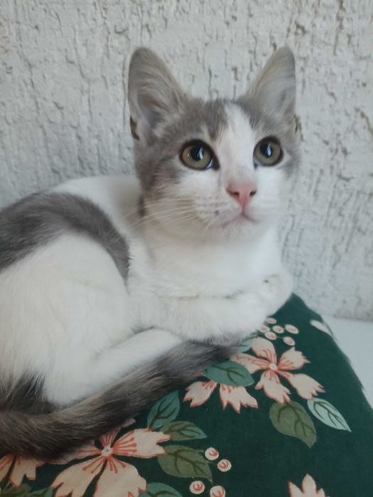 Кошенятко в люблячі руки