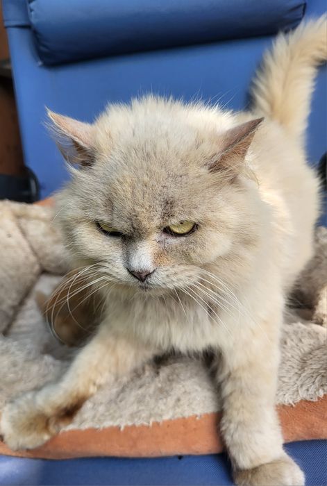 Британские котята