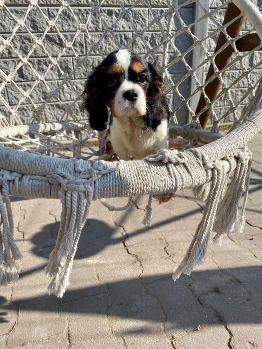 Cavalier king charles spaniel samczyk