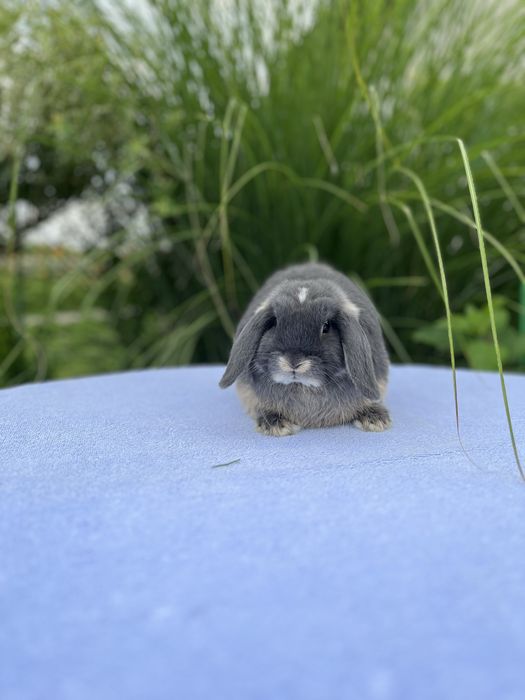 Дівчинка NHD.Породиста.Карликові кролики